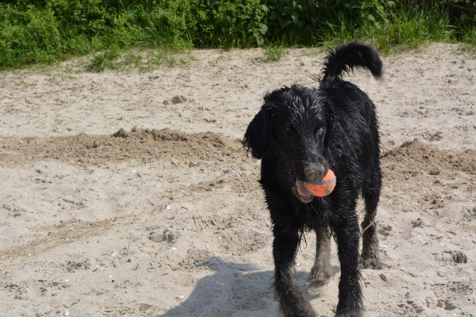 Flat-Coated Retriever: The Happy-Go-Lucky Beach Buddy (image credits: wikimedia)