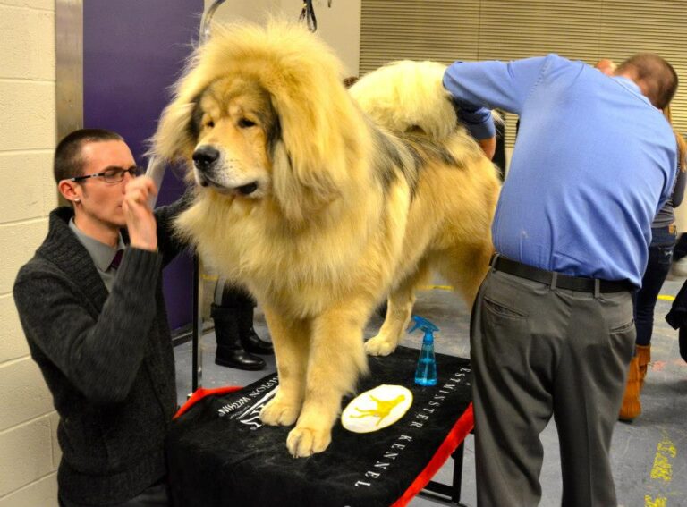 10 Reasons Why The Tibetan Mastiff is Not Everyone's Dog