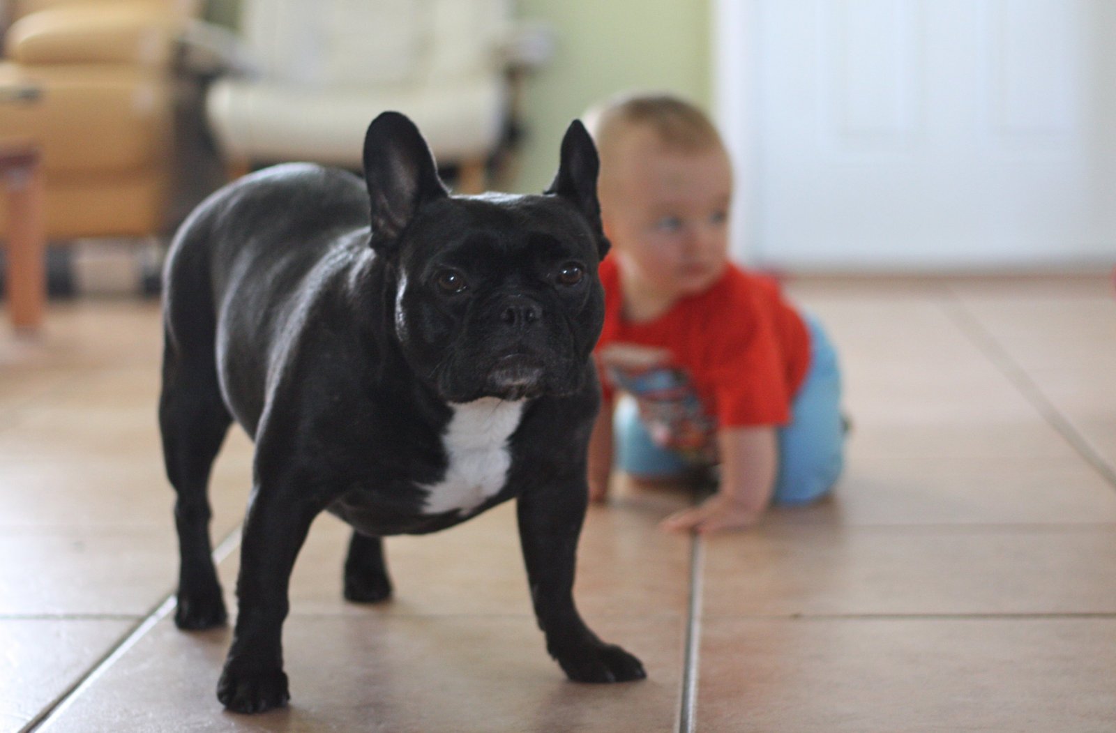 Bulldog: The Determined Guardian (image credits: wikimedia)