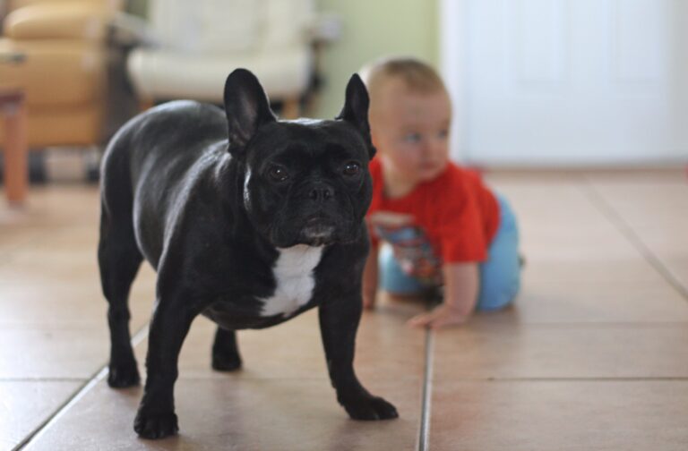 12 Stubborn Dog Breeds That Actually Make Good Pets