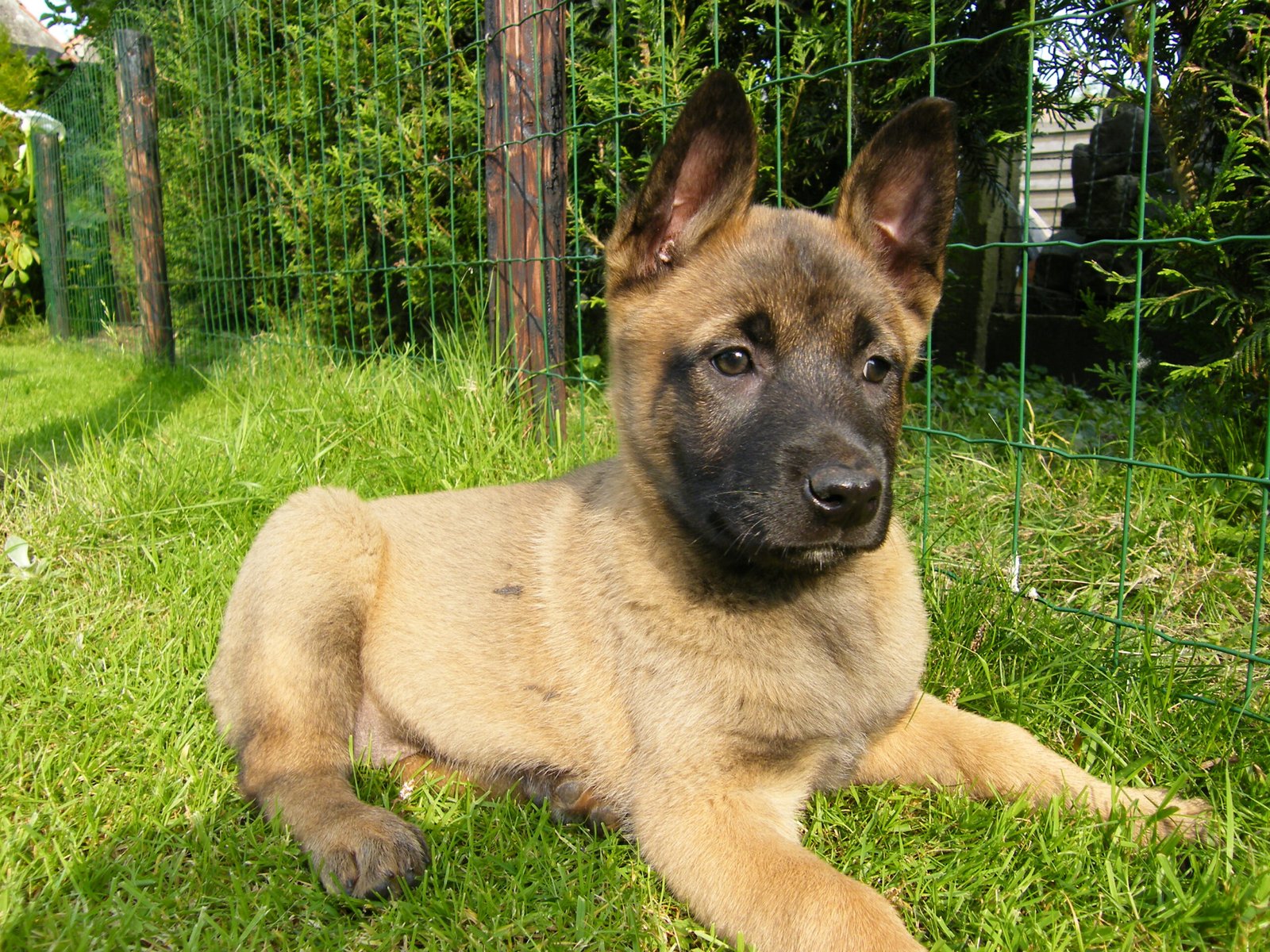 Belgian Malinois: The Agile Protector (image credits: wikimedia)