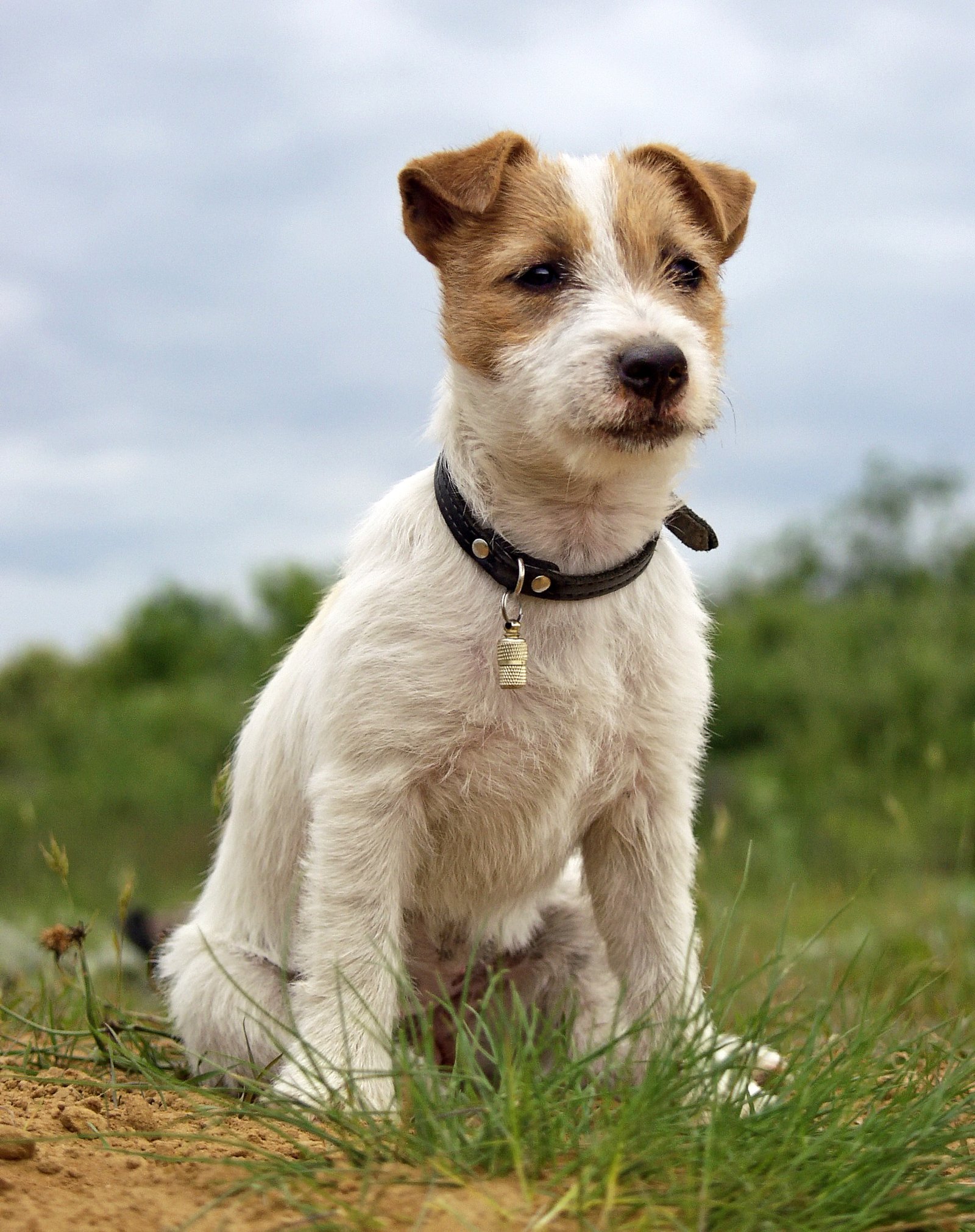 Jack Russell Terrier: The Spirited Explorer (image credits: wikimedia)