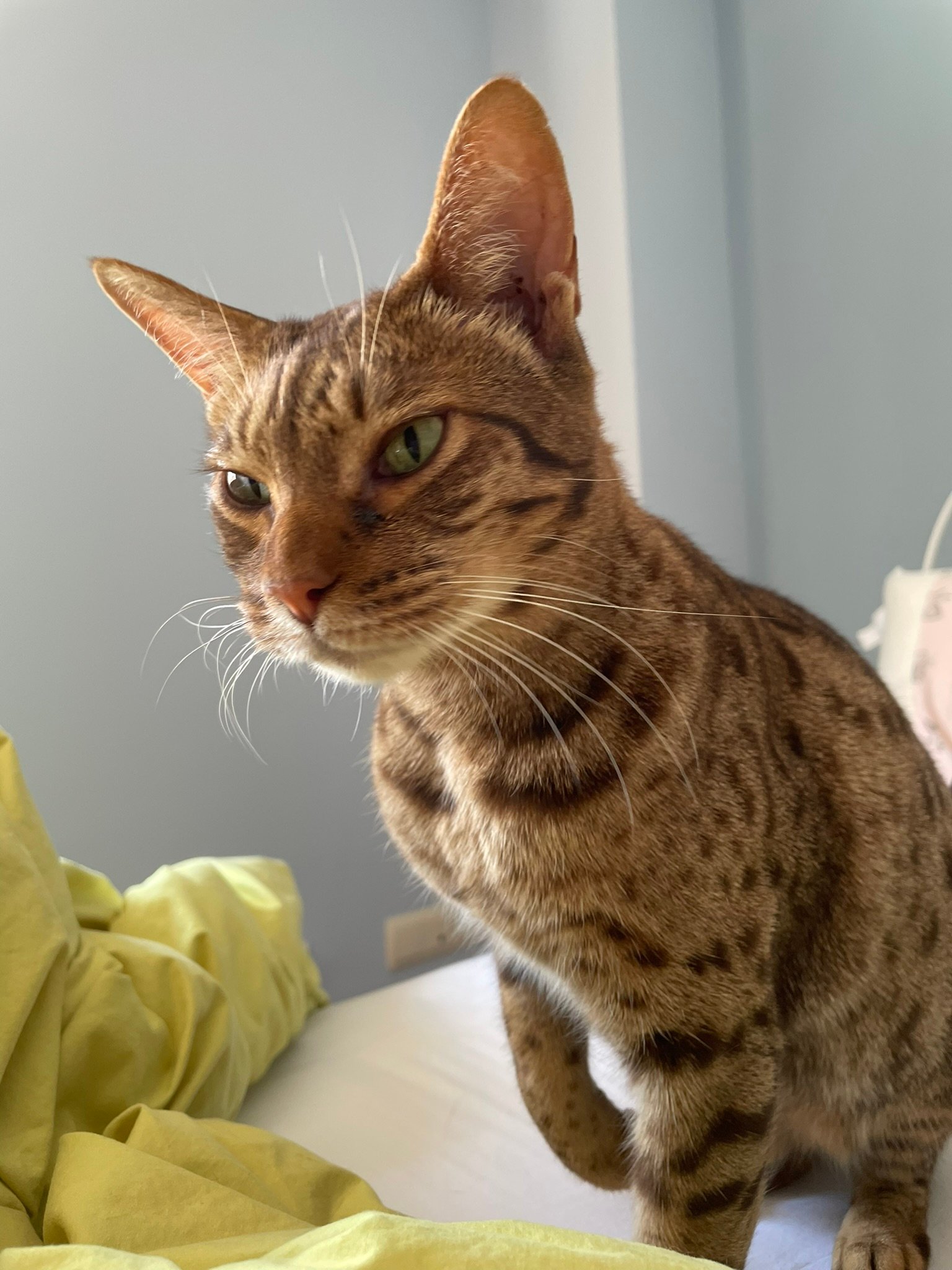 Ocicat: The Spotted Dynamo (image credits: wikimedia)
