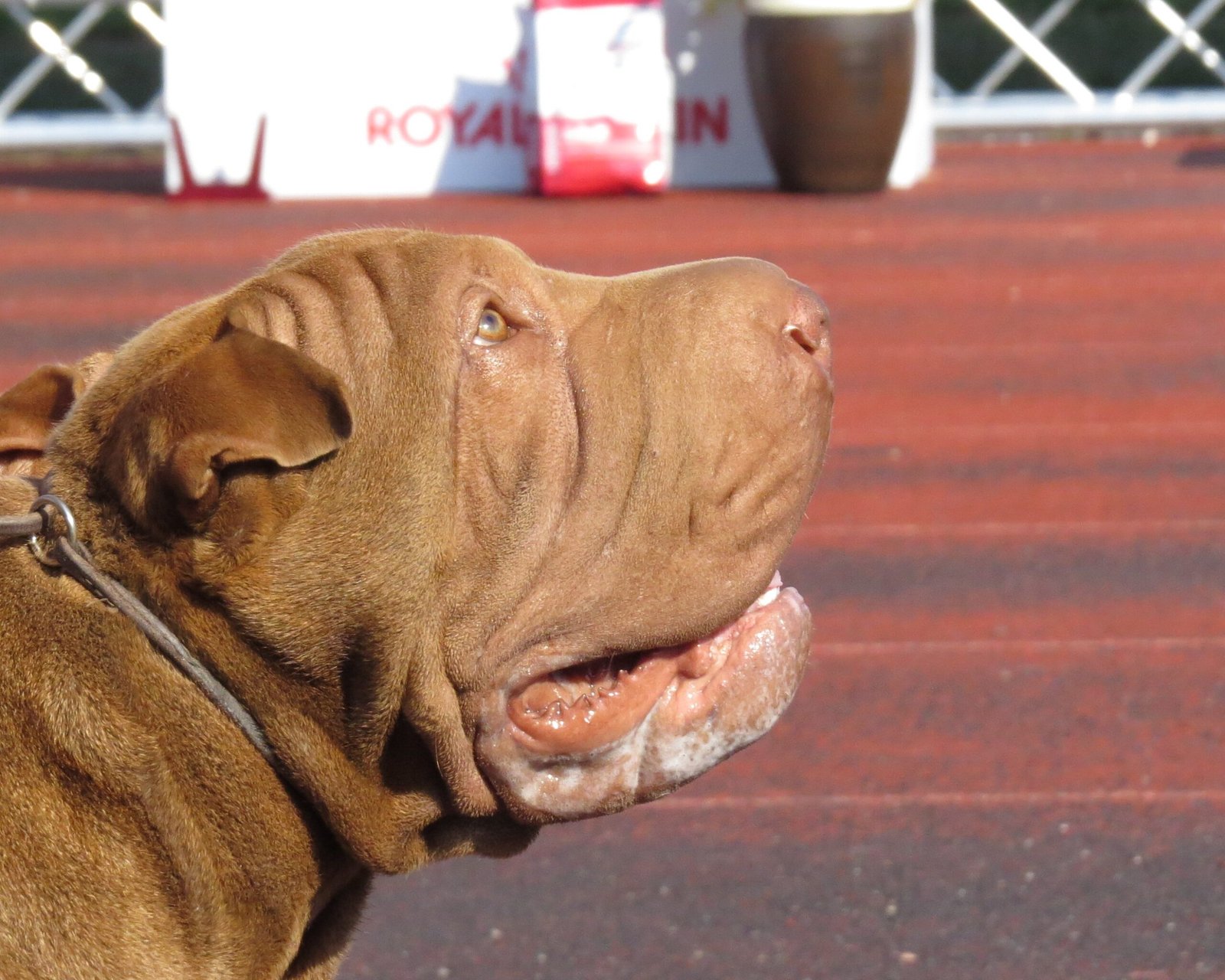 Grooming: Keeping Those Wrinkles Clean (image credits: wikimedia)