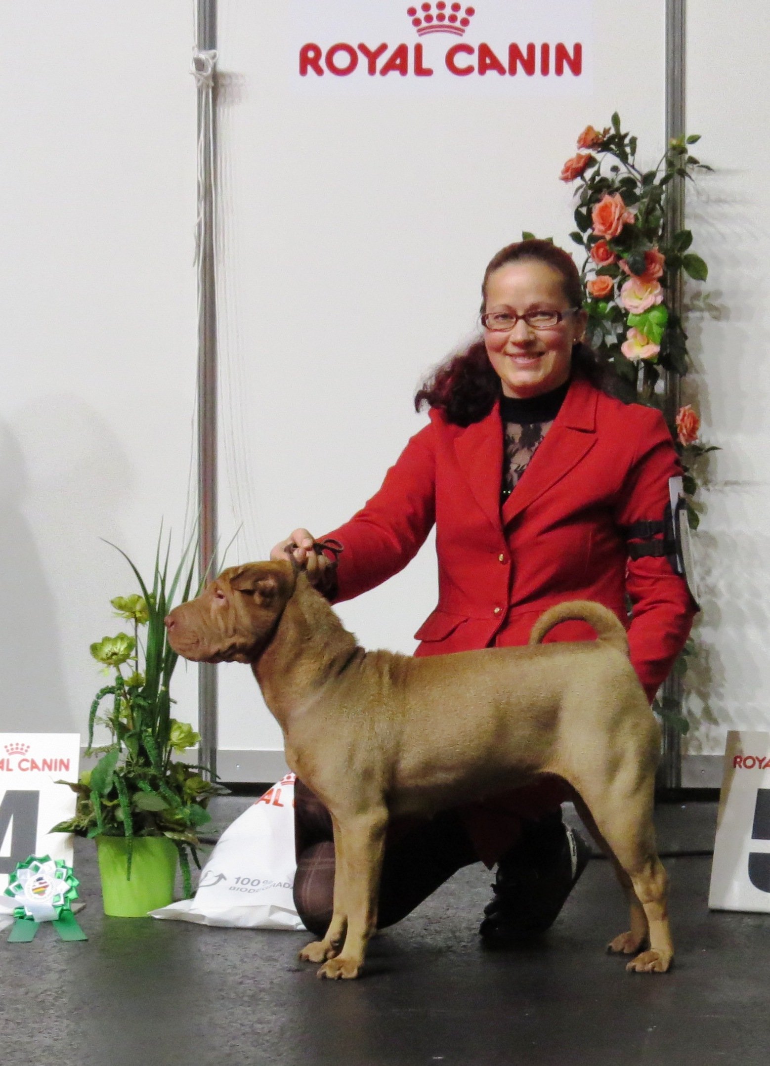 Building a Lifelong Bond with Your Shar Pei (image credits: wikimedia)