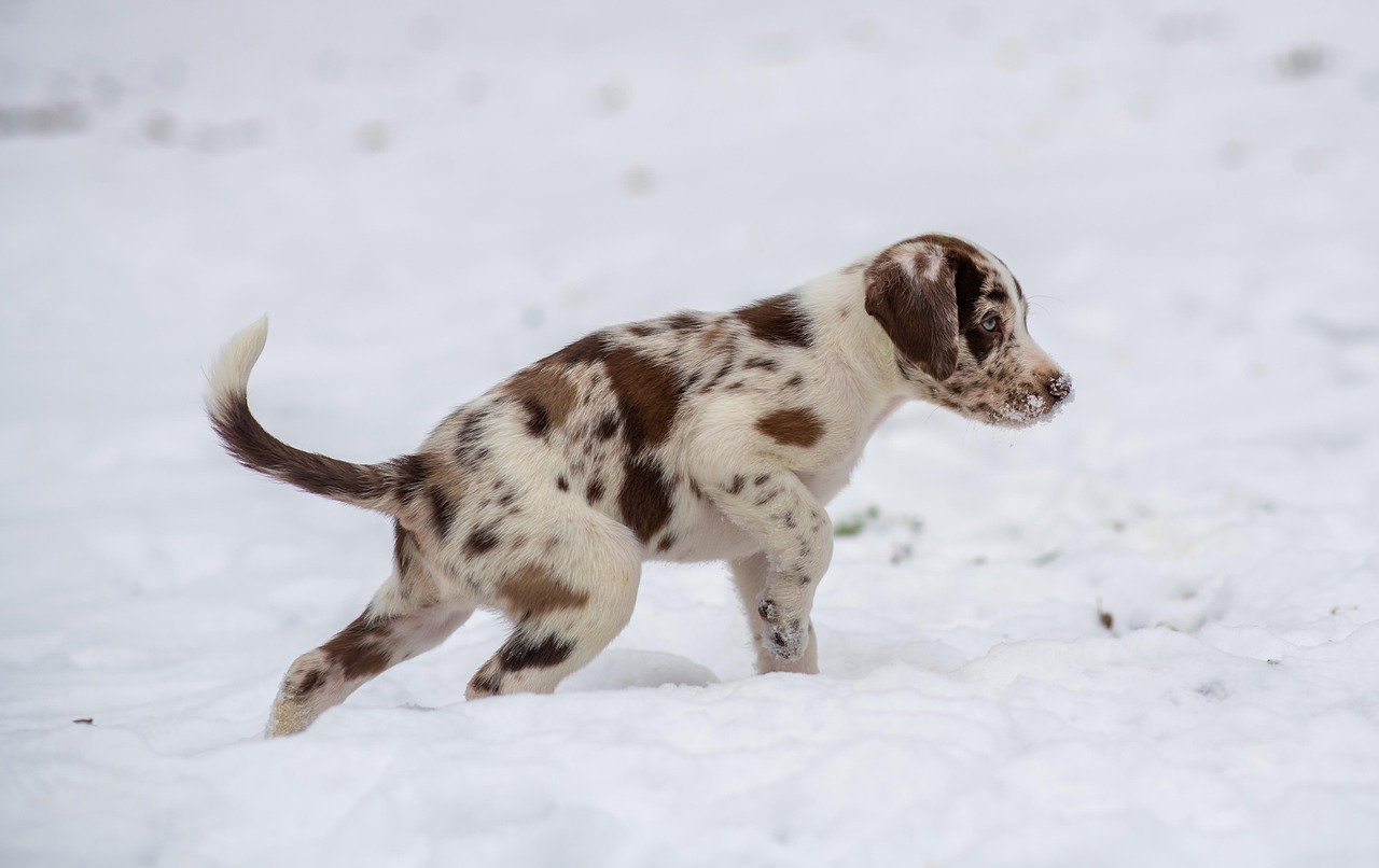 Puppyhood: The Age of Exploration (image credits: pixabay)