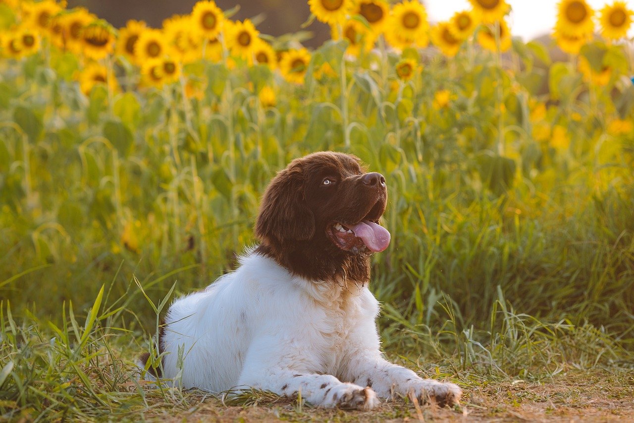 Senior Years: The Golden Time (image credits: pixabay)