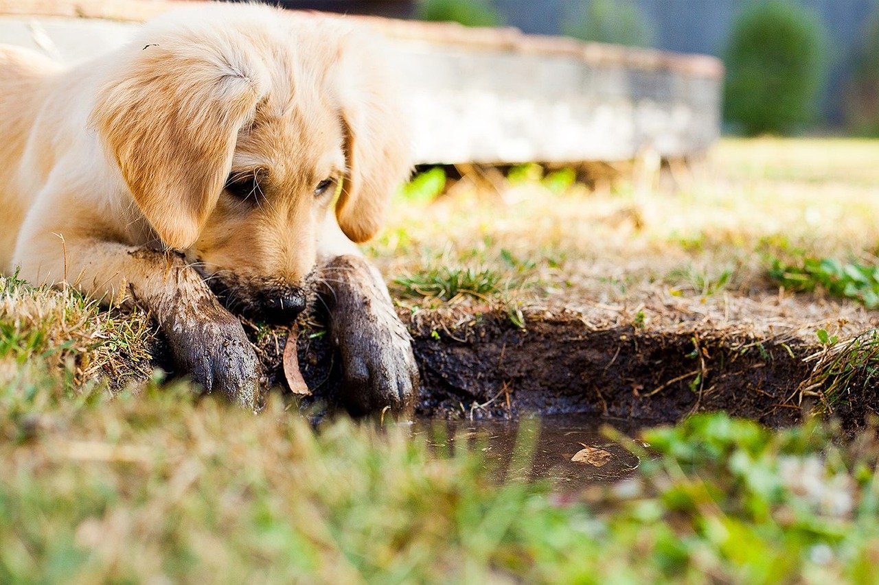 How a Dog’s Habits Change With Age: From Puppyhood to Senior Years
