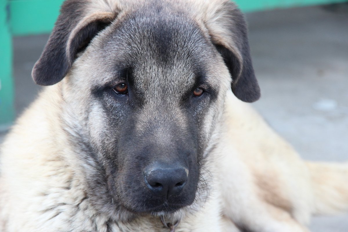 The Kangal: The Turkish Guardian (image credits: wikimedia)