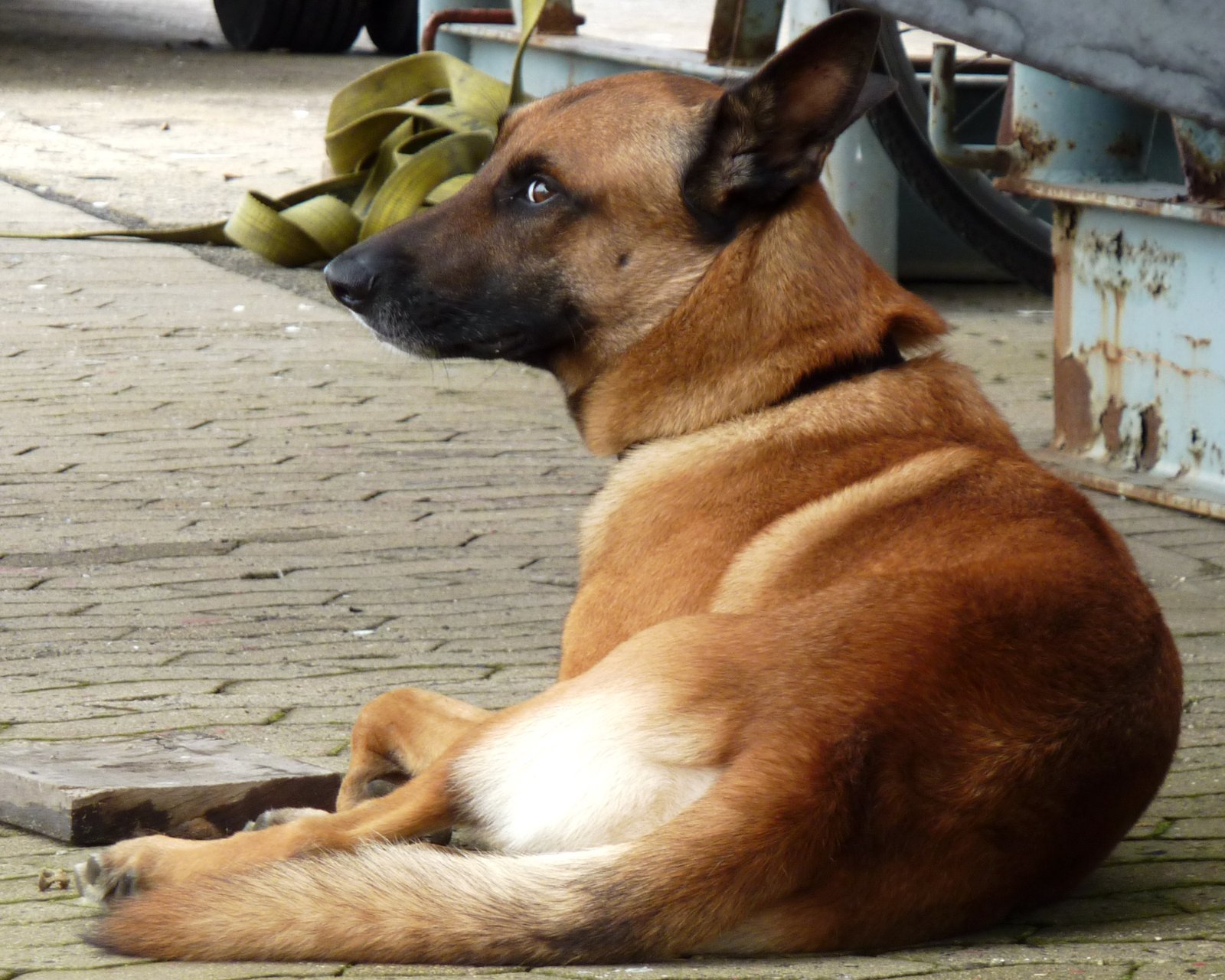 The Belgian Malinois: Agile and Alert (image credits: wikimedia)