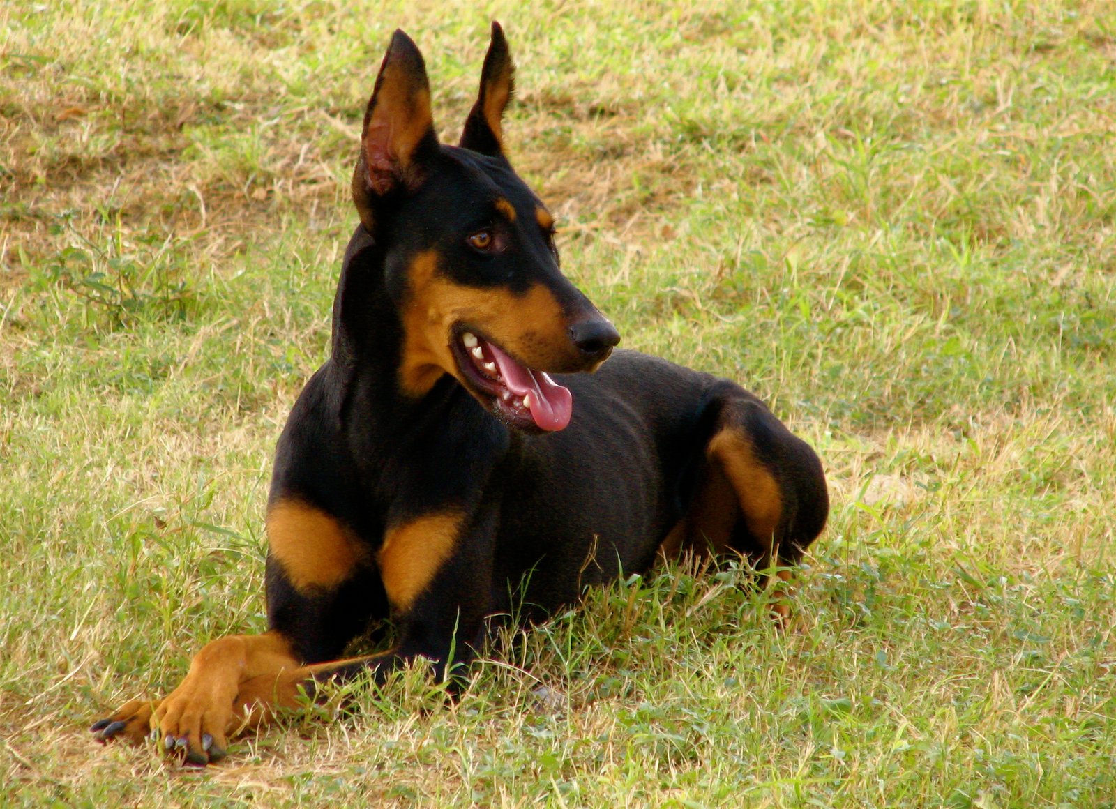 The Doberman Pinscher: Sleek and Powerful (image credits: wikimedia)