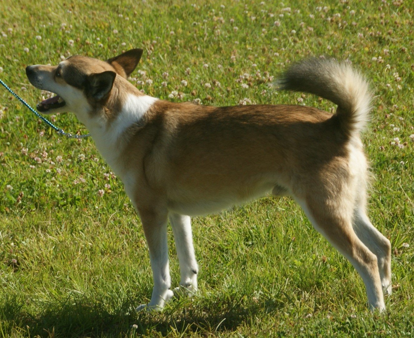 Norwegian Lundehund: The Puffin Hunter (image credits: wikimedia)