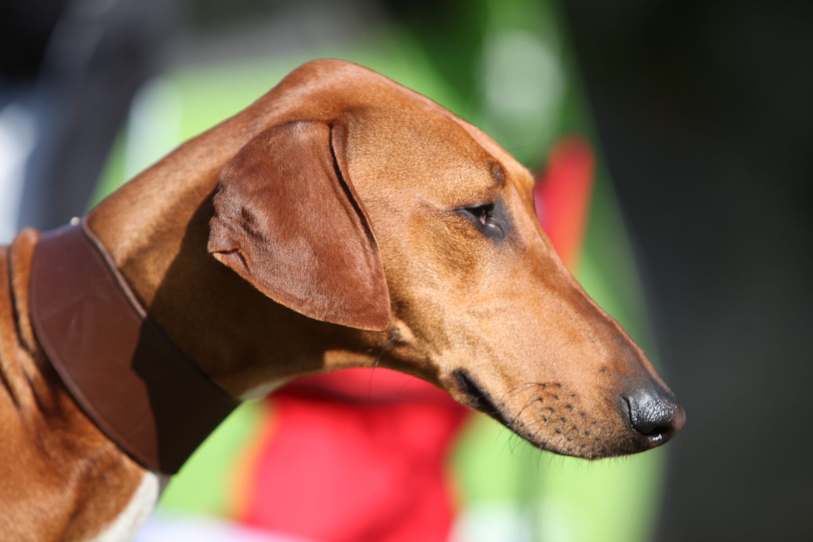 Azawakh: The Elegant Sighthound (image credits: wikimedia)