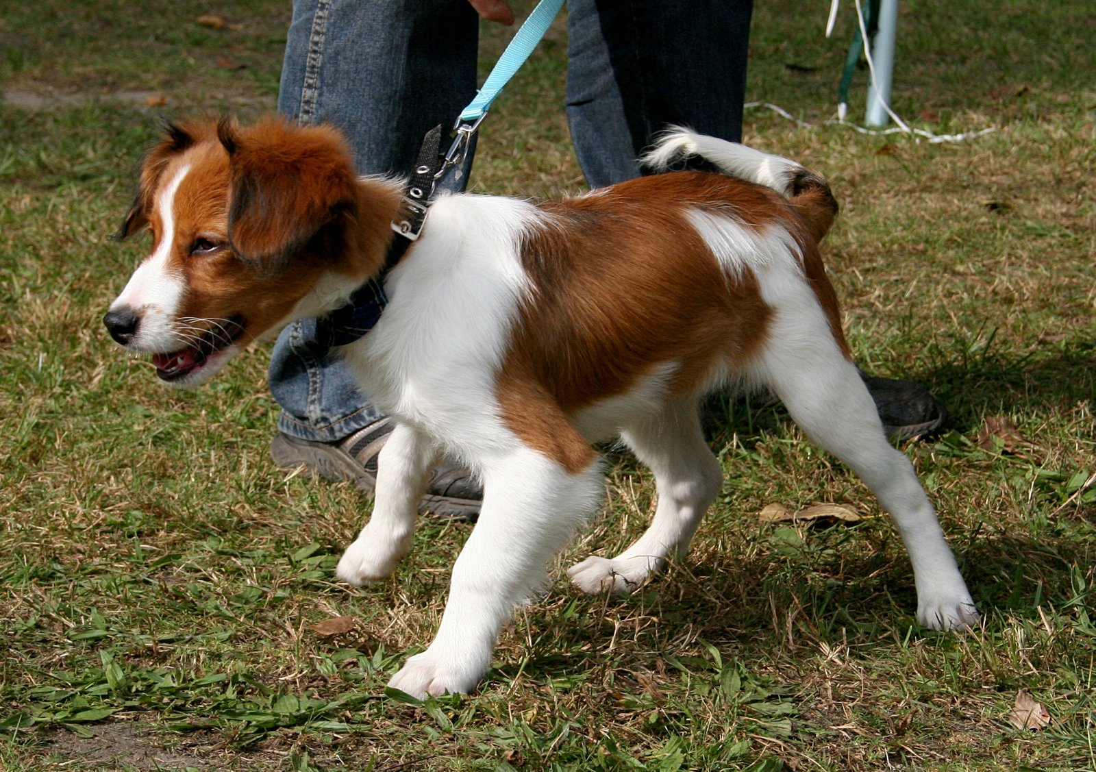 Kooikerhondje: The Dutch Decoy Dog (image credits: wikimedia)