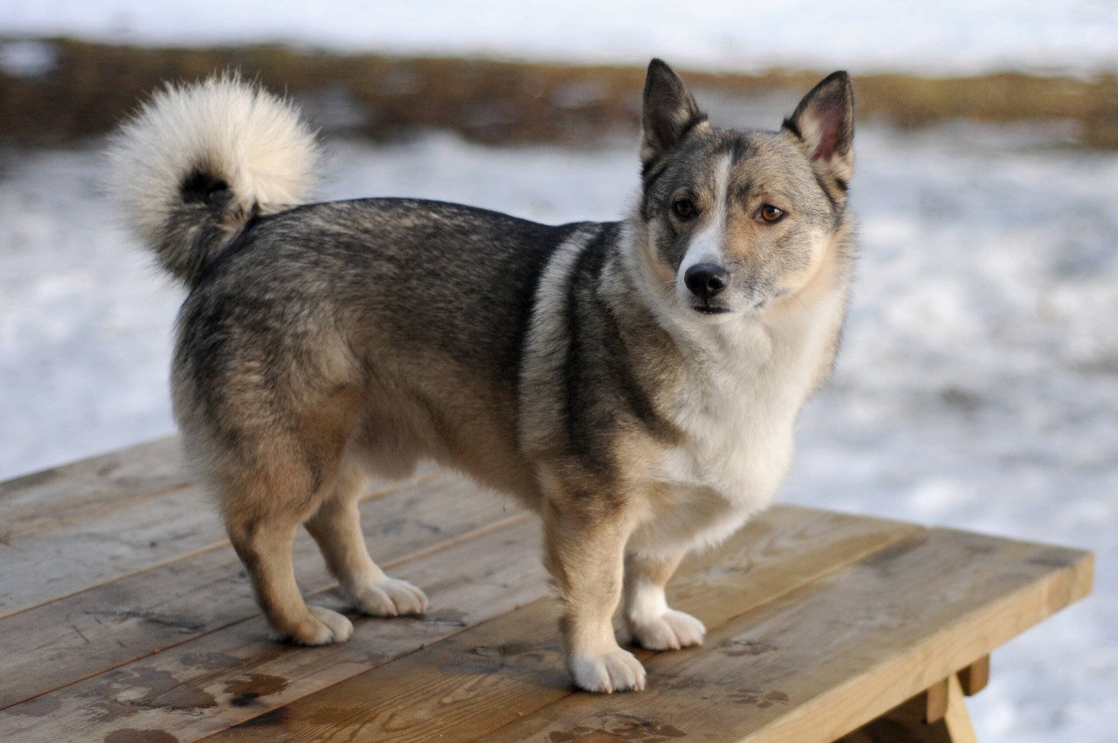 Swedish Vallhund: The Viking Herding Dog (image credits: wikimedia)