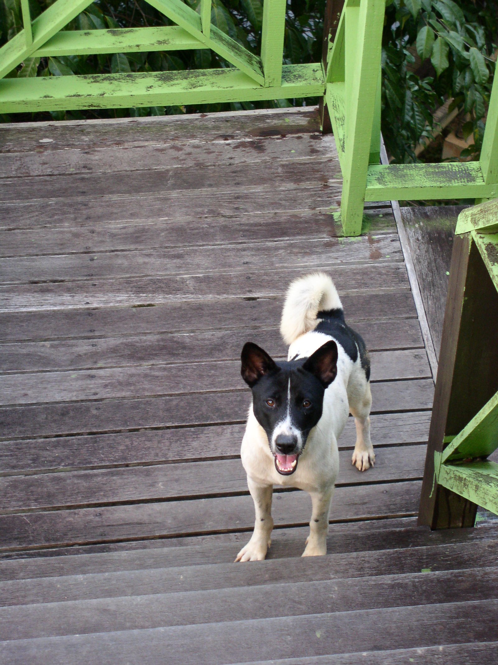 Telomian: The Jungle Companion (image credits: wikimedia)