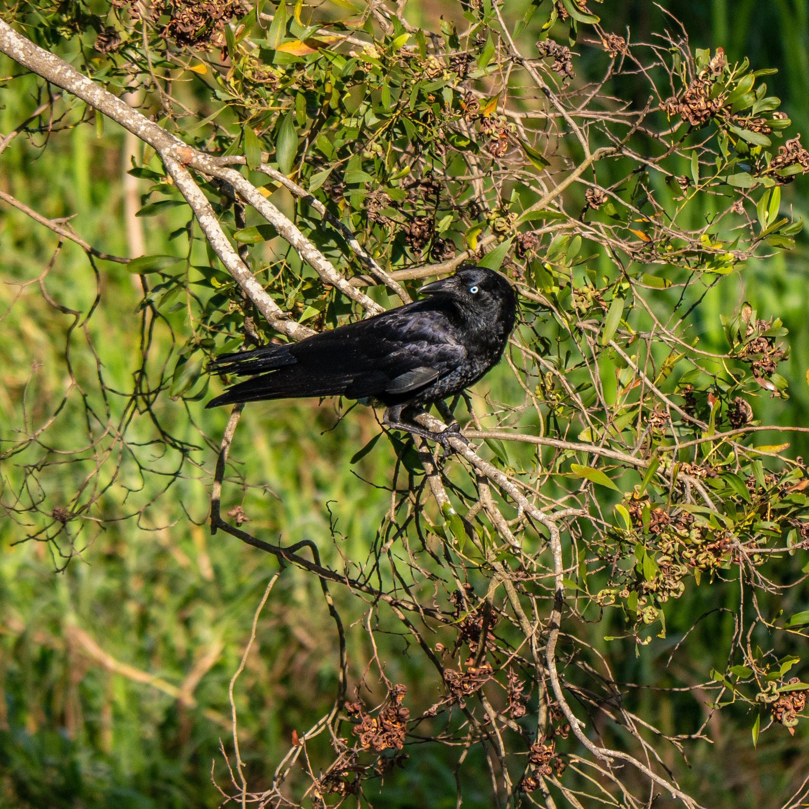 The Charismatic Crow (image credits: wikimedia)