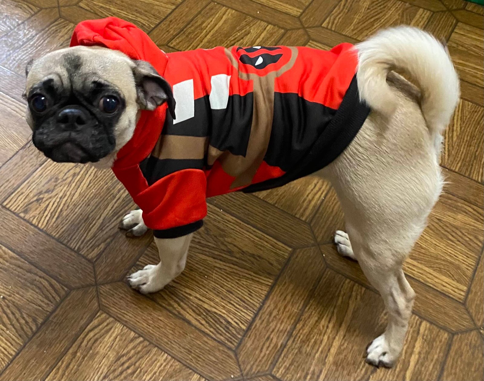 Pug: The Comical Clown (image credits: wikimedia)