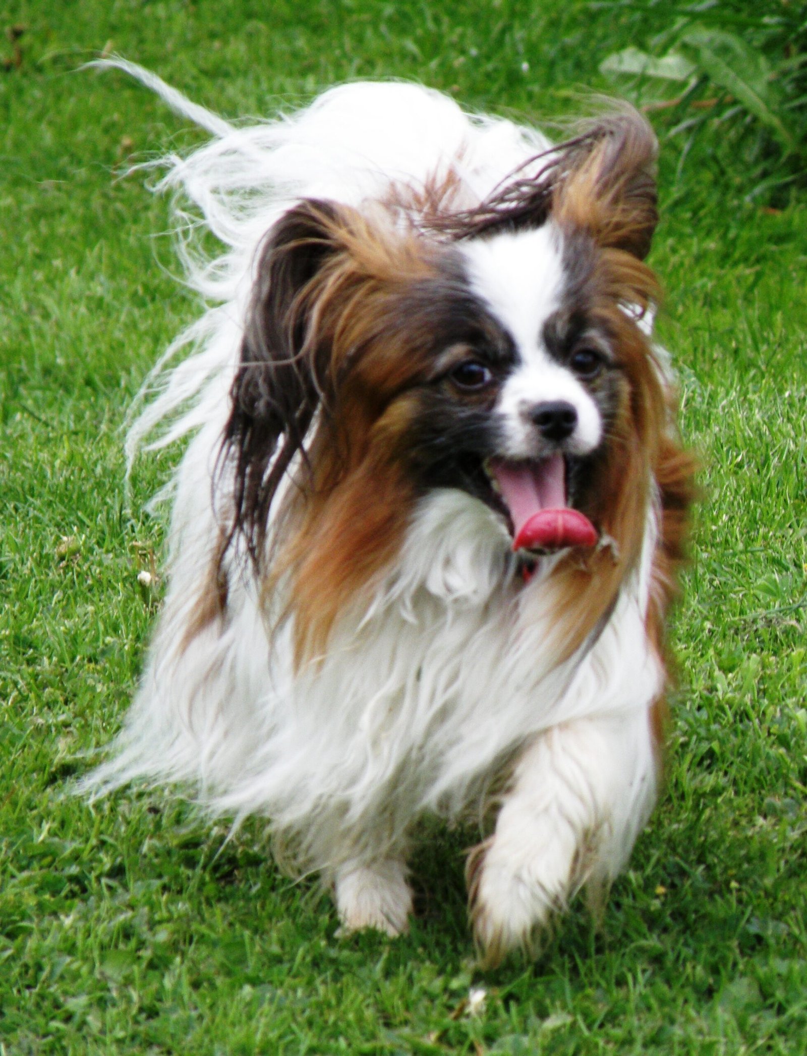 Papillon: The Elegant Playmate (image credits: wikimedia)