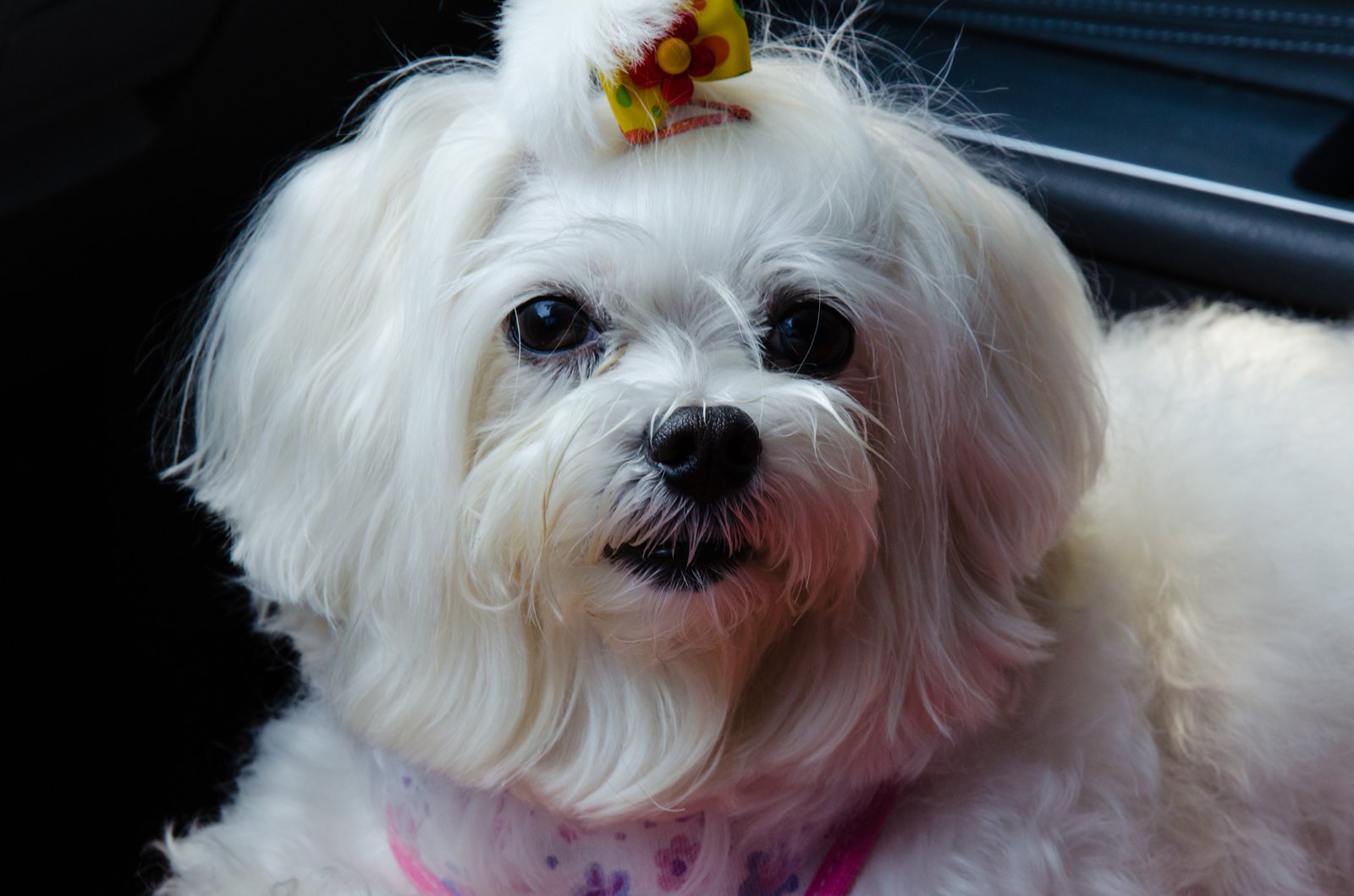 Maltese: The Gentle Aristocrat (image credits: wikimedia)