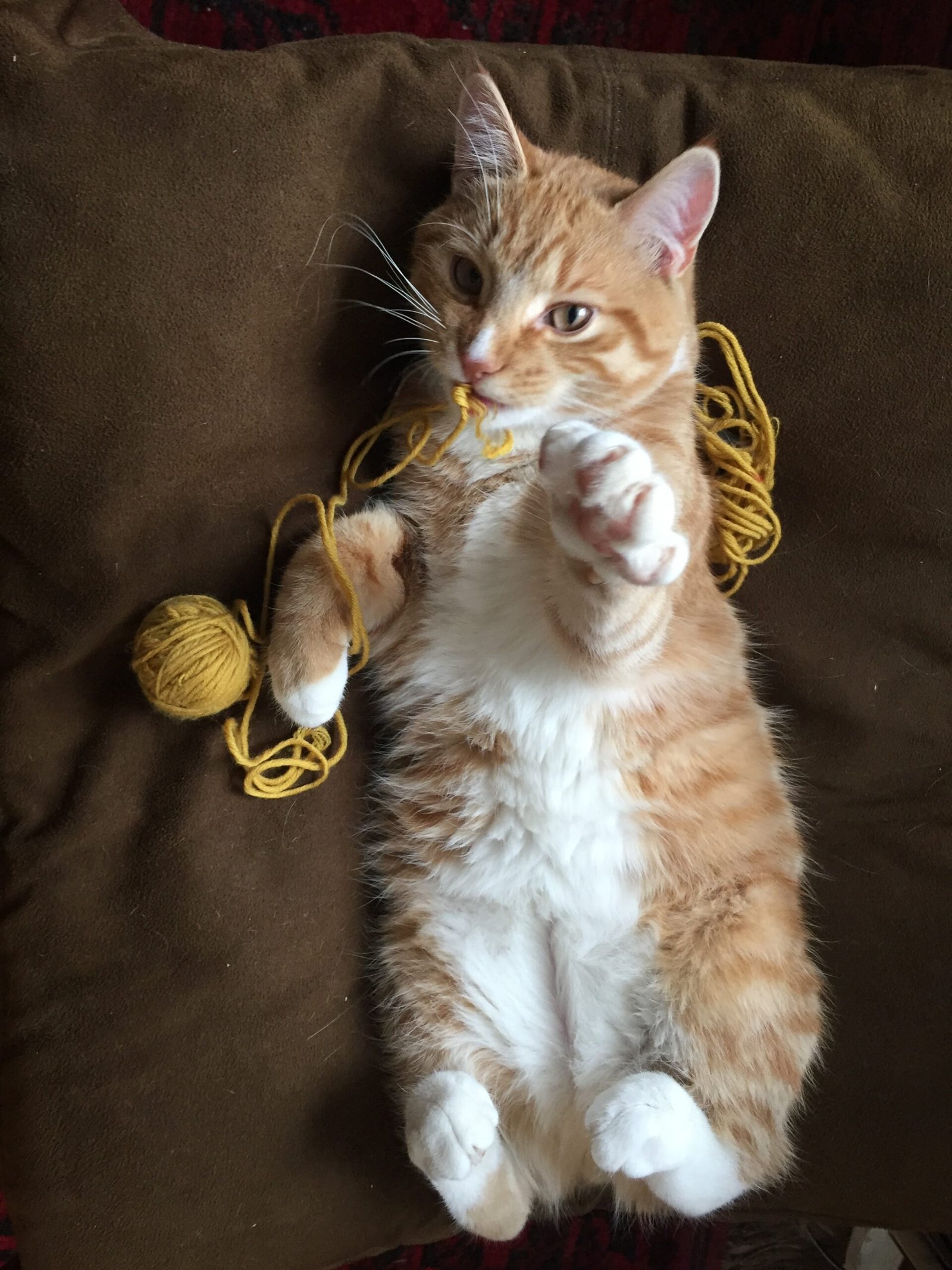 Manx (image credits: wikimedia)