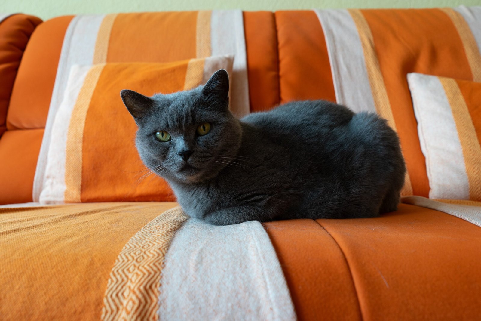 Chartreux (image credits: wikimedia)