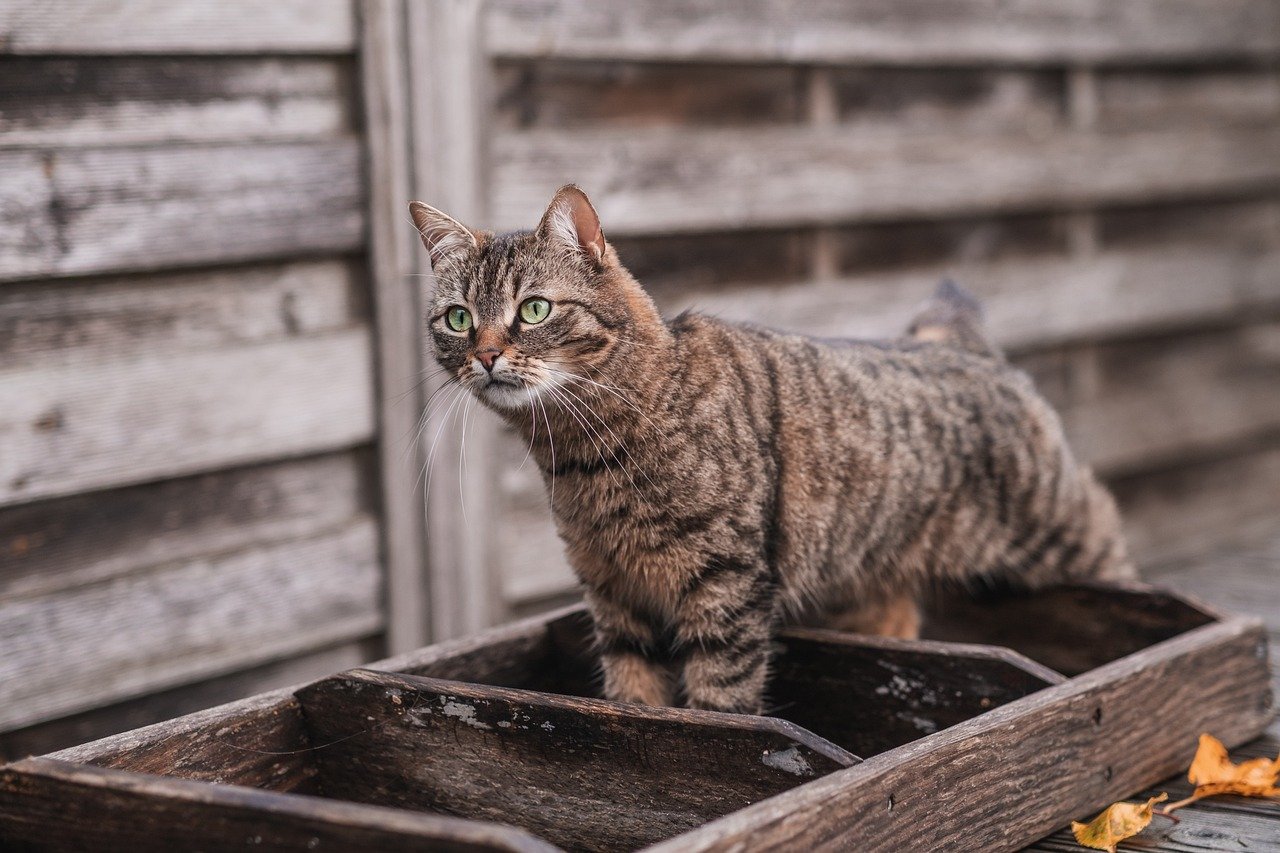 American Bobtail (image credits: pixabay)