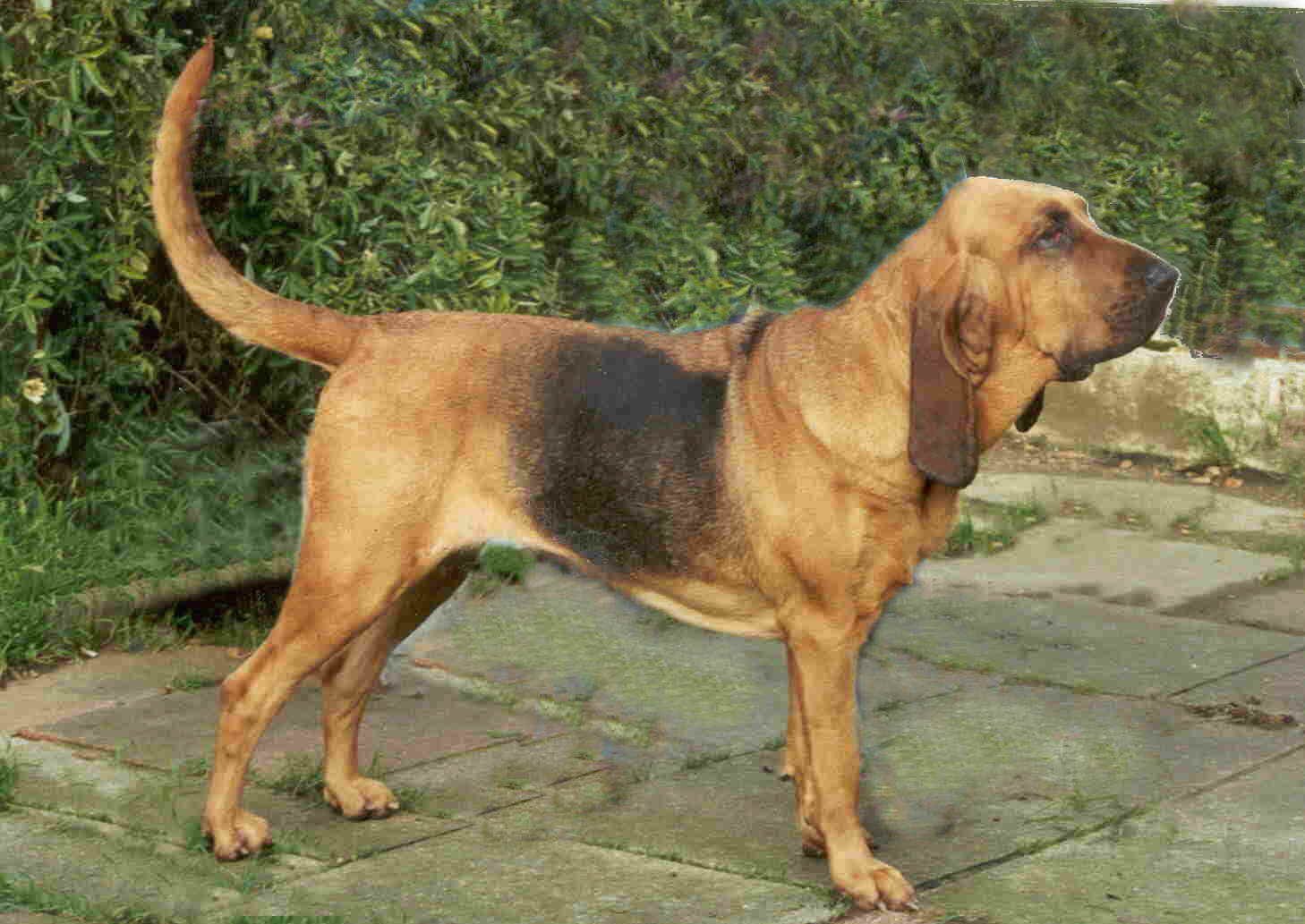 5. Bloodhound: The Master Tracker (image credits: wikimedia)