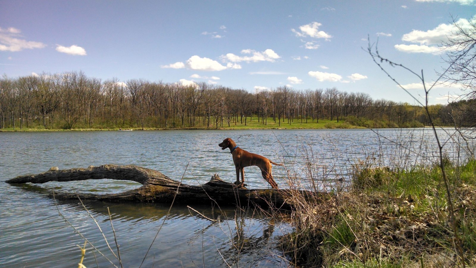 8. Vizsla: The Agile Pointer (image credits: wikimedia)