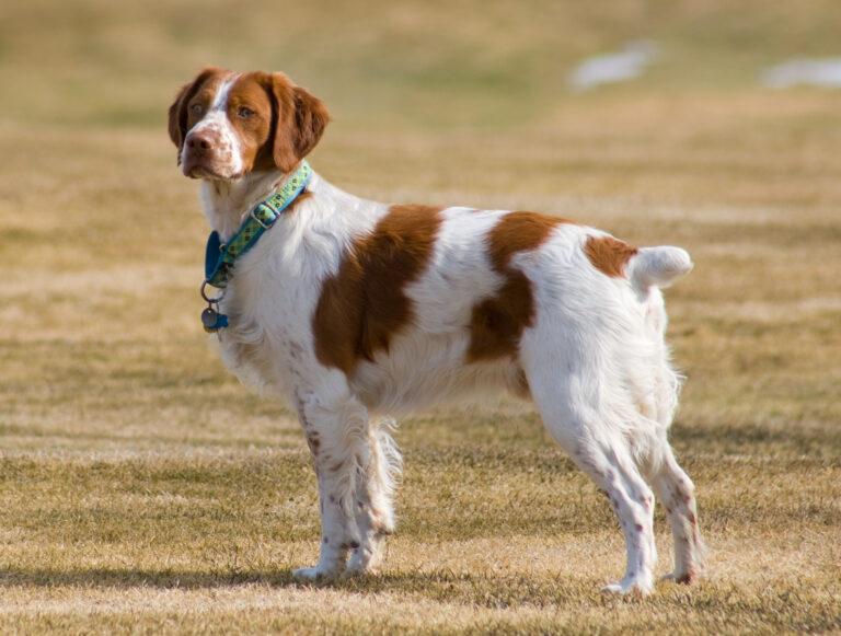 10 Intelligent Dog Breeds Born to Hunt