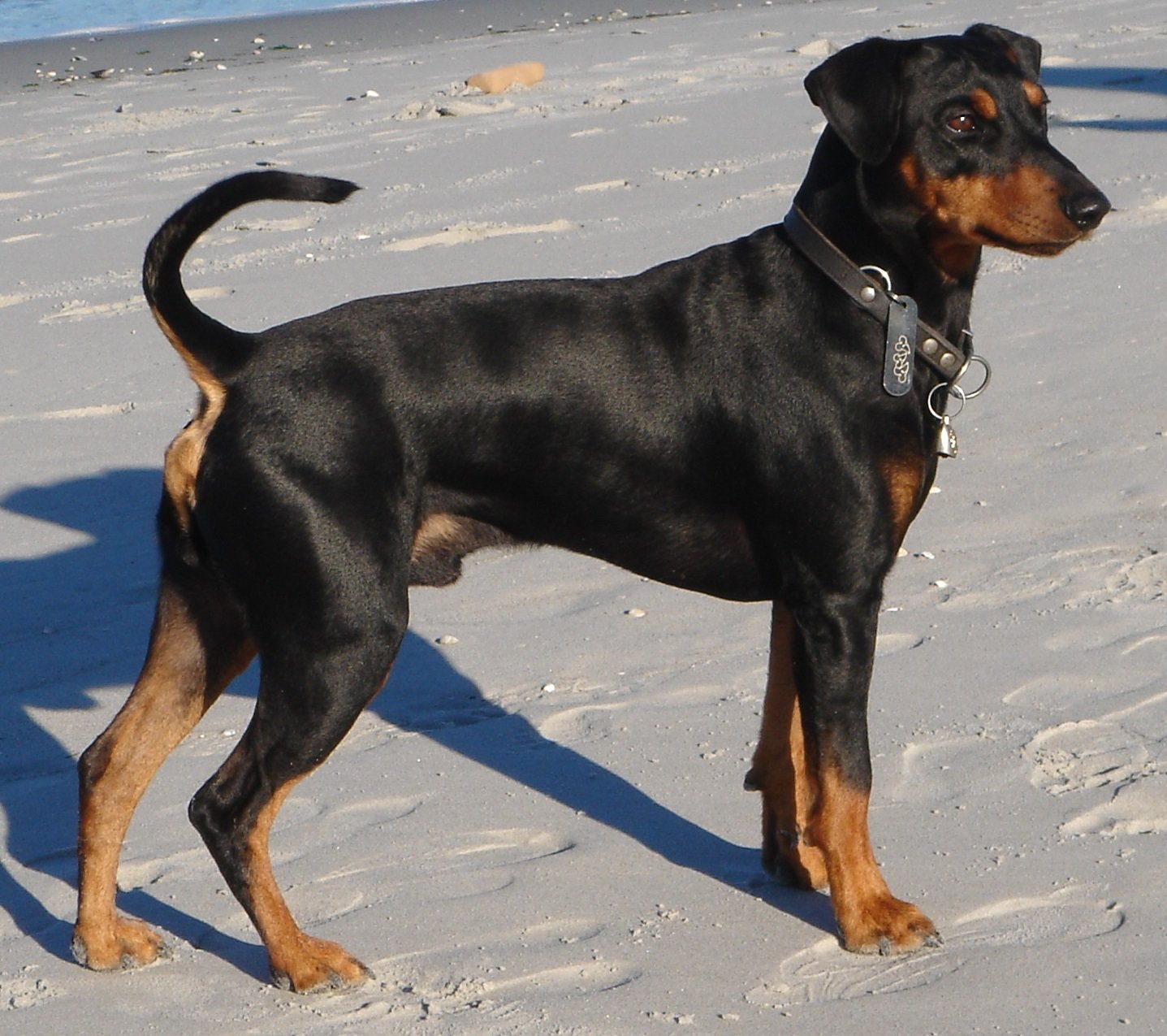 German Pinscher: The Agile Protector (image credits: wikimedia)
