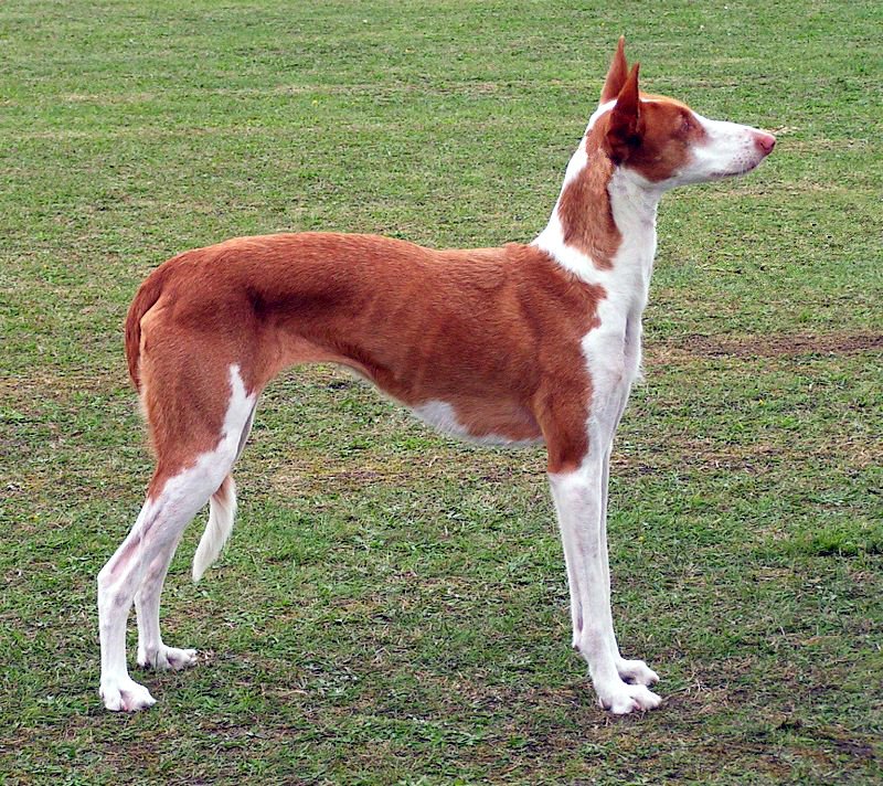 Ibizan Hound: The Elegant Athlete (image credits: wikimedia)