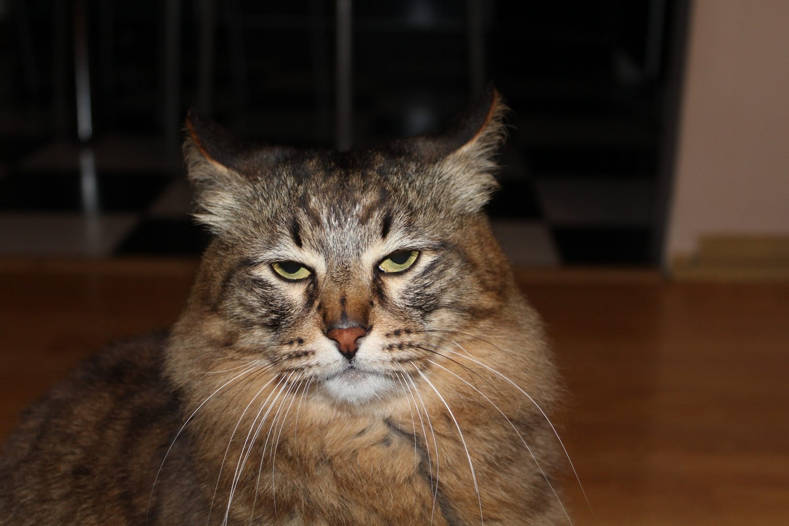 Maine Coon: The Gentle Giant (image credits: wikimedia)
