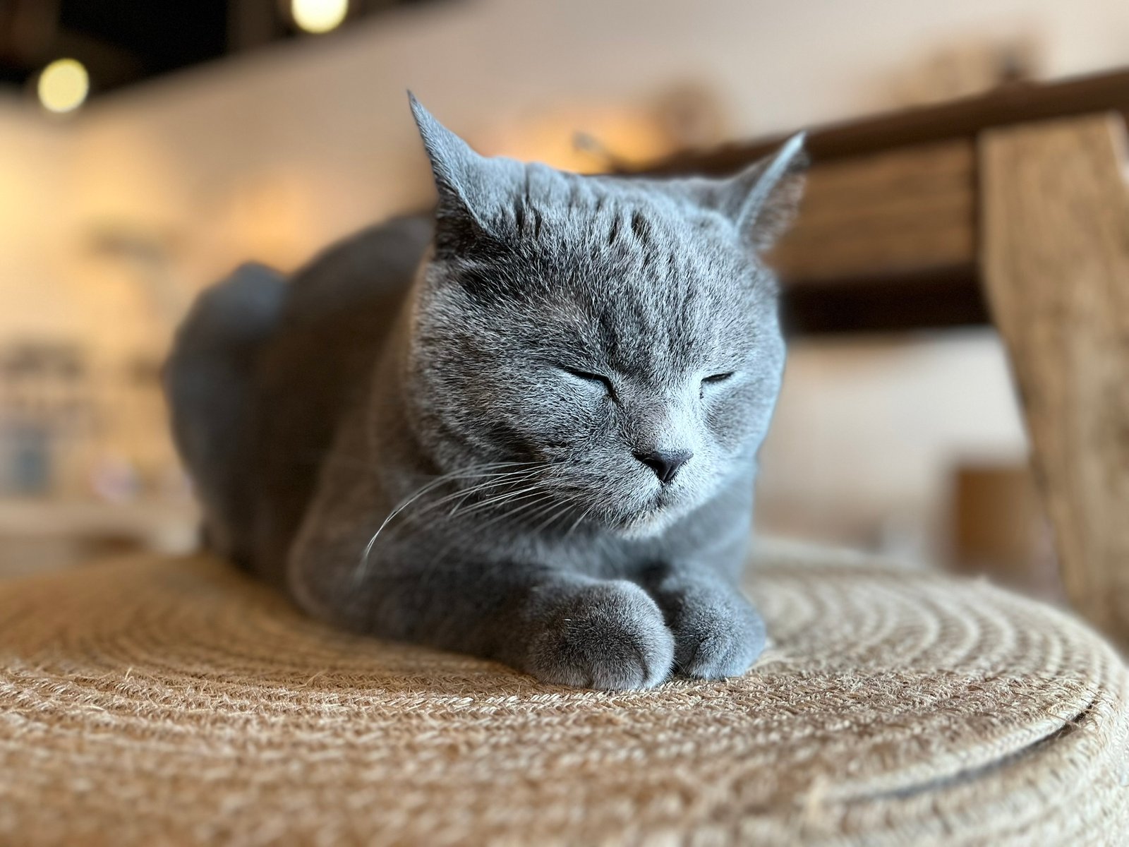 British Shorthair: The Plush Companion (image credits: wikimedia)