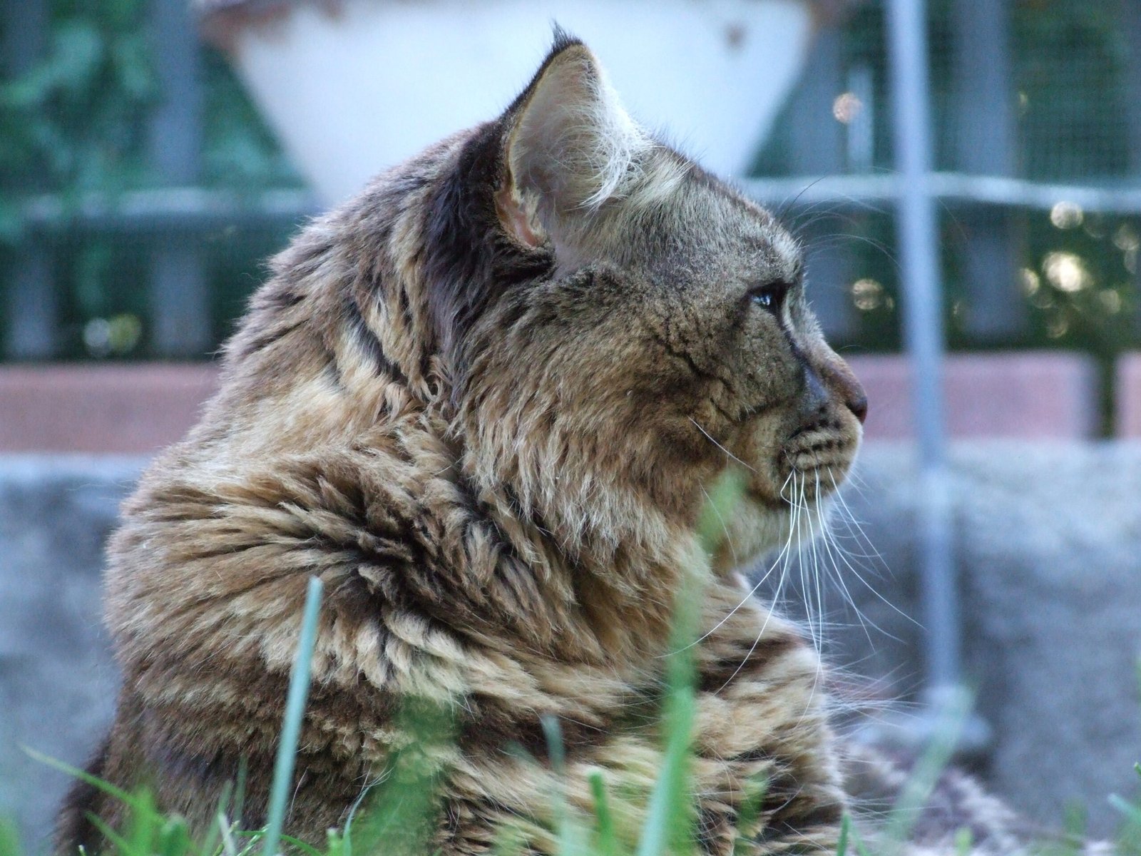 Monitor Their Health (image credits: wikimedia)