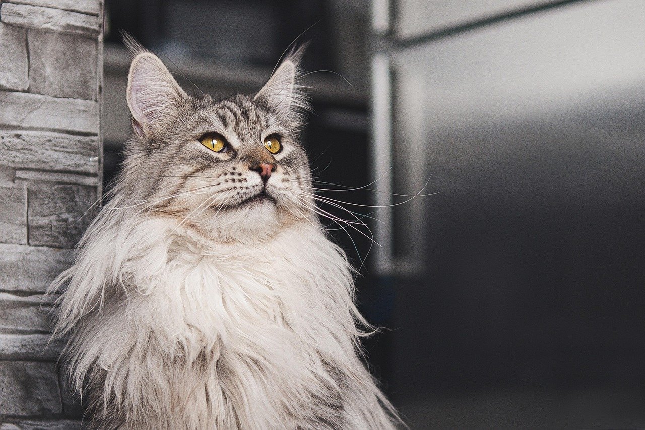10 Care Tips To Ensure Your Maine Coon Cat is Healthy and Happy