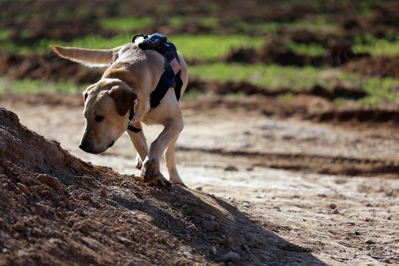 4. Sniffing Out Trouble (image credits: rawpixel)