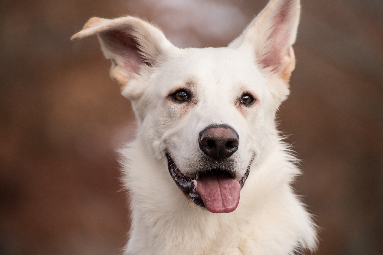 6. Whining or Pacing (image credits: pixabay)