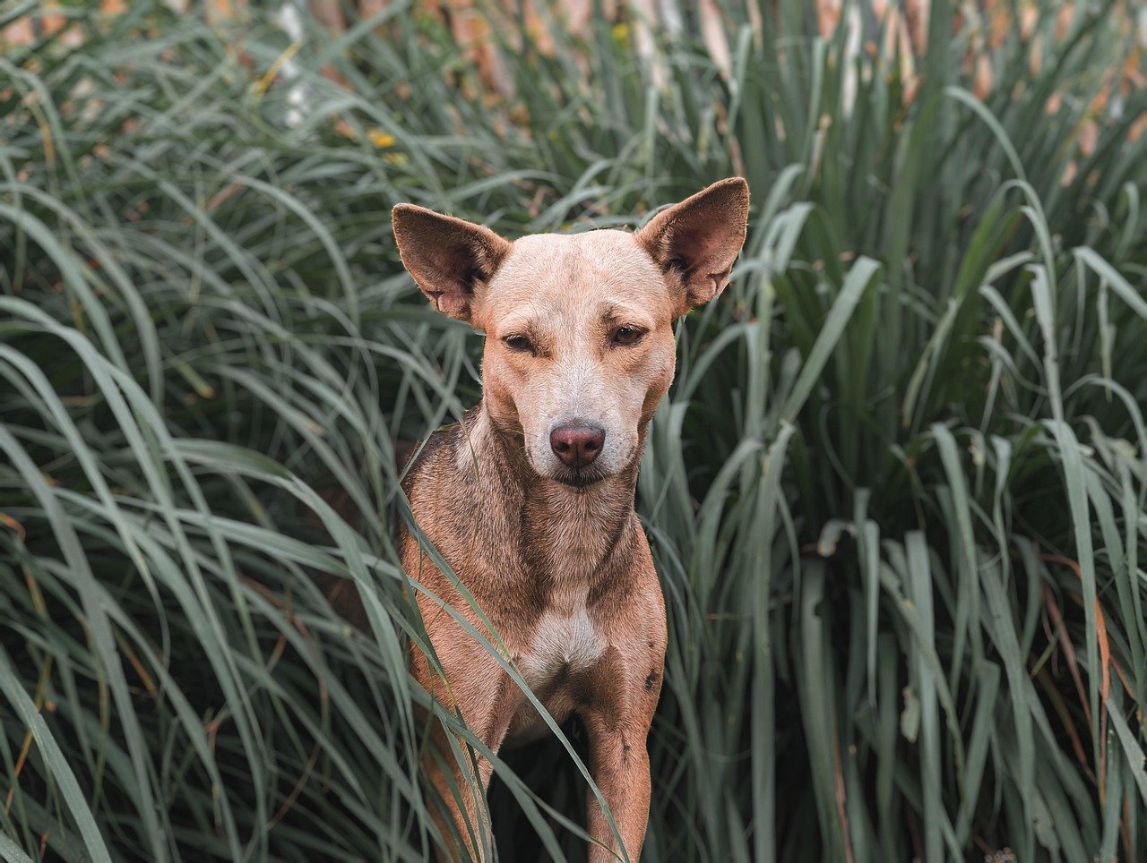 Understanding the Stray Dog’s Background (image credits: pixabay)