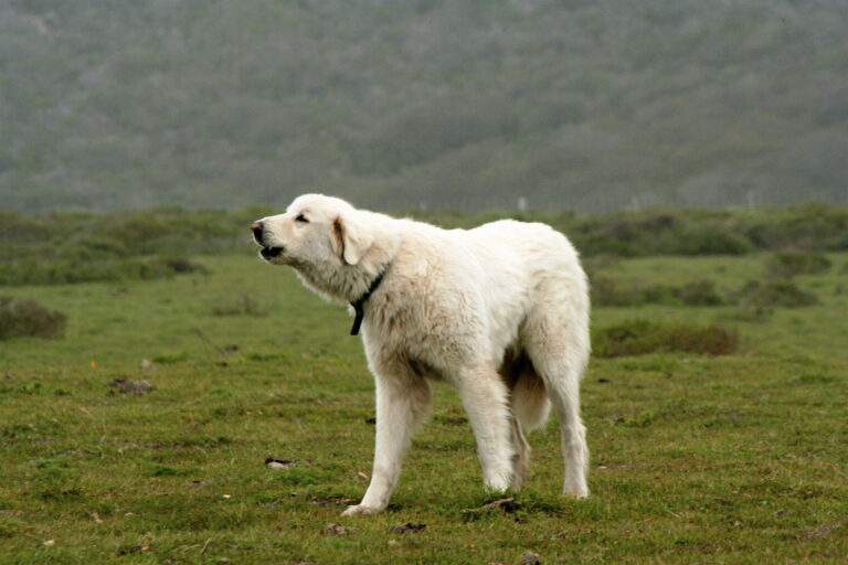 4. Akbash Dog: The Silent Sentinel