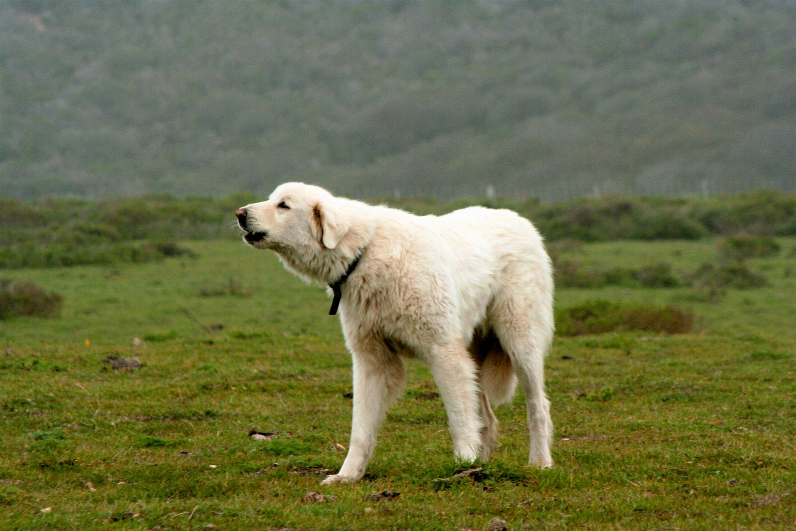 4. Akbash Dog: The Silent Sentinel (image credits: wikimedia)