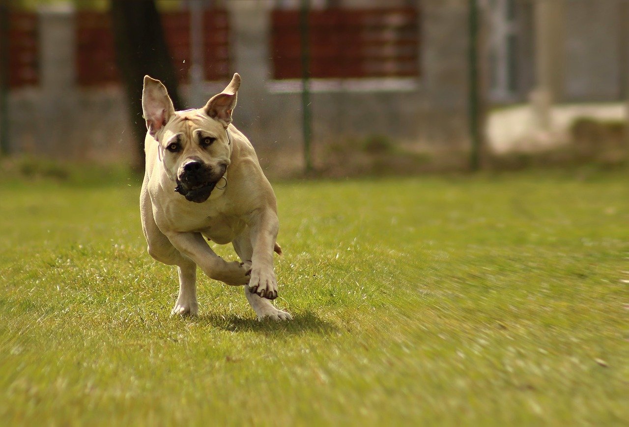 8. Boerboel: The South African Defender (image credits: pixabay)