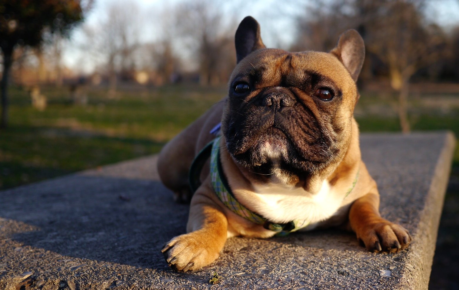 3. Bulldog: The Easygoing Companion (image credits: wikimedia)