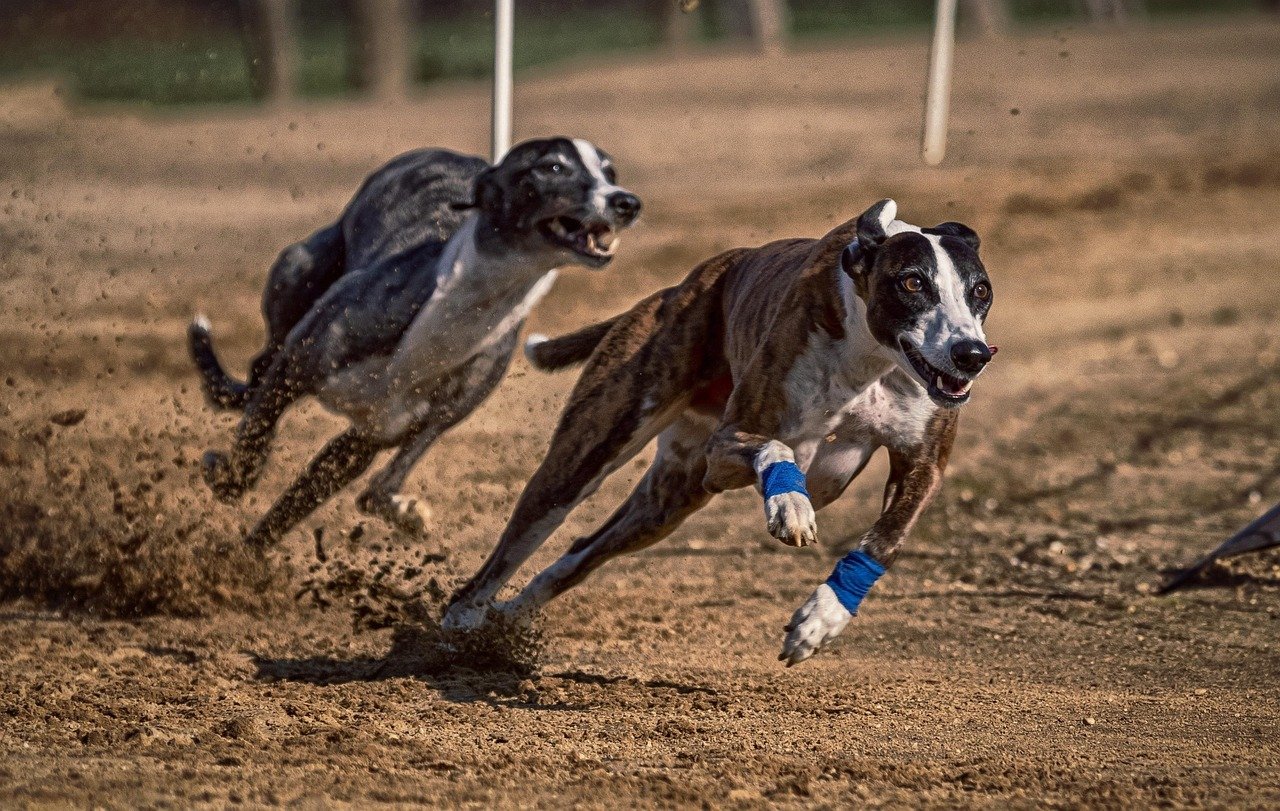 5. Greyhound: The Calm Racer (image credits: pixabay)