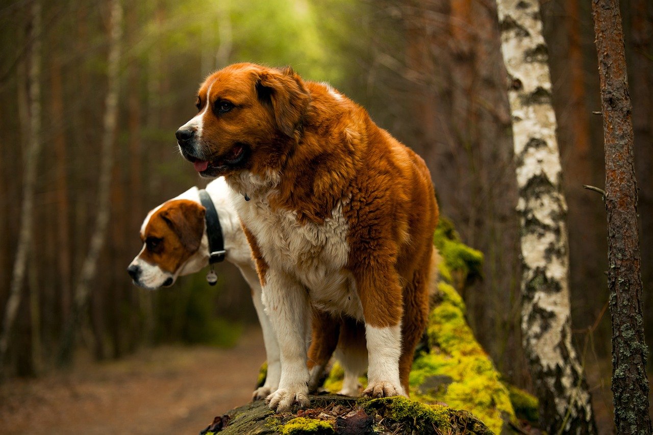 10. Saint Bernard: The Gentle Snow Dog (image credits: pixabay)