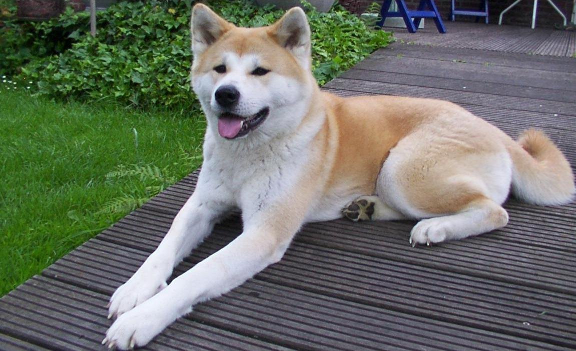 5. Akita: The Dignified Protector (image credits: wikimedia)