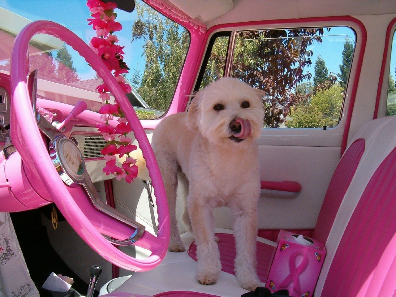 2. Cancer Detection: A Life-Saving Sniff (image credits: pixabay)