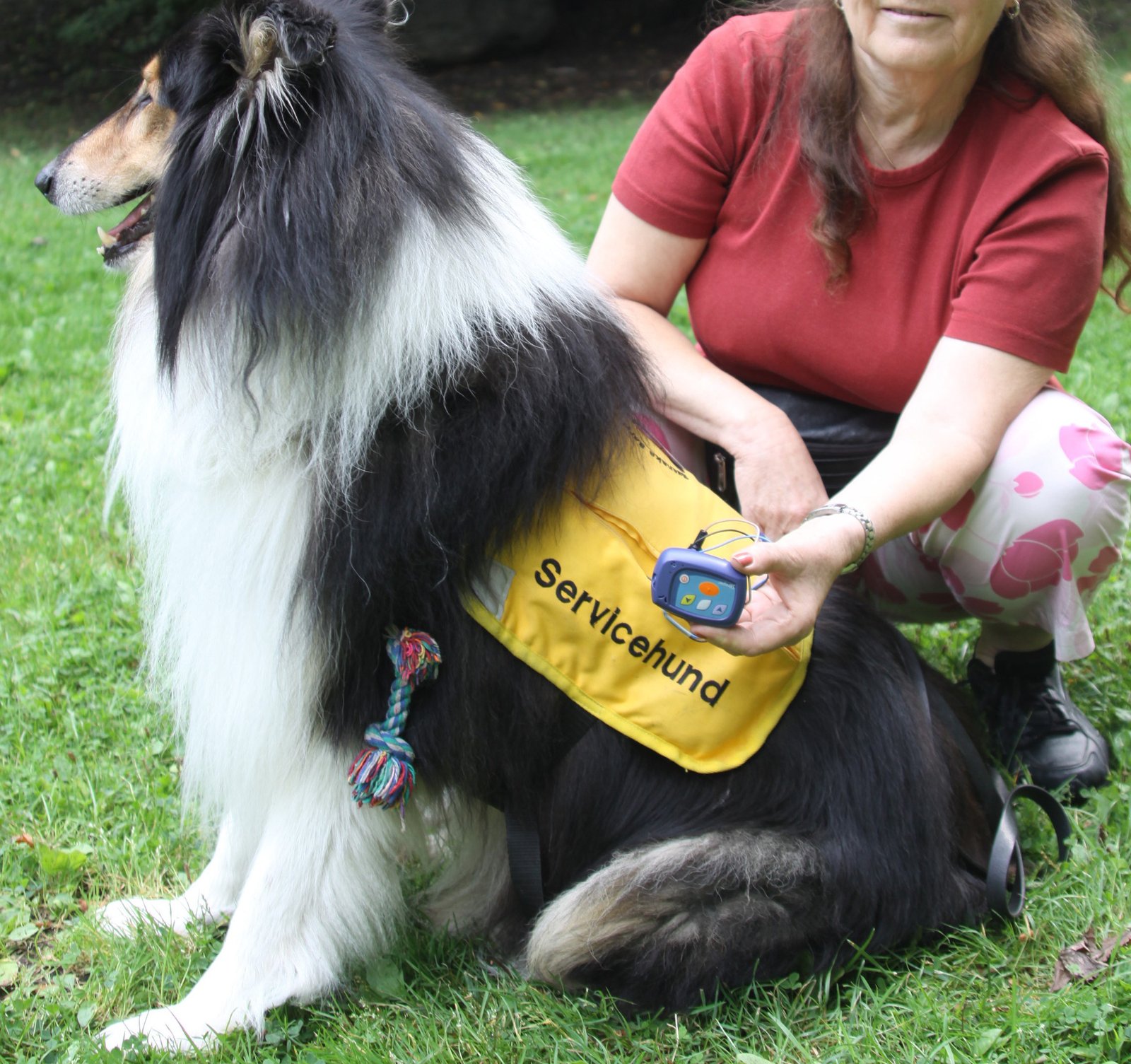 4. Seizure Prediction: A Guardian Angel on Four Paws (image credits: wikimedia)