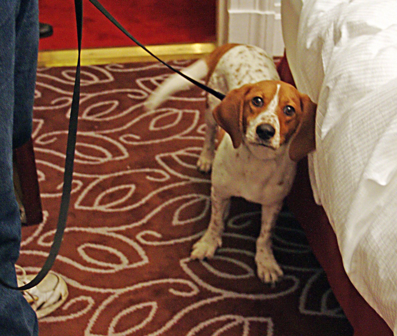 6. Bedbugs: Your Home's Unseen Invaders (image credits: wikimedia)