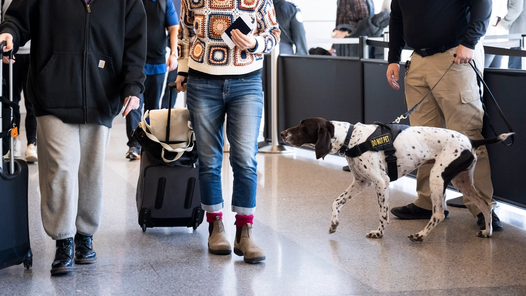 7. Explosives and Narcotics: A Nose for Security (image credits: rawpixel)